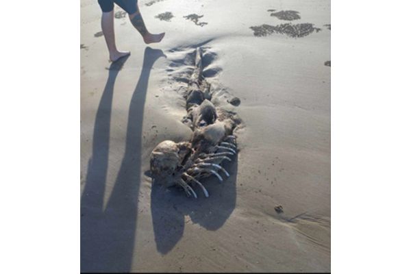 ケッペルサンズのビーチで発見された人魚の死骸（死体）2