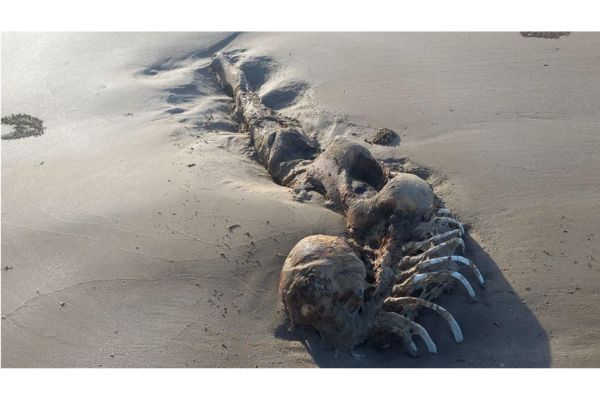 ケッペルサンズのビーチで発見された人魚の死骸（死体）3