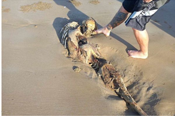ケッペルサンズのビーチで発見された人魚の死骸（死体）7