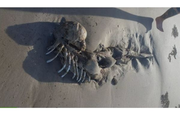 ケッペルサンズのビーチで発見された人魚の死骸（死体）4