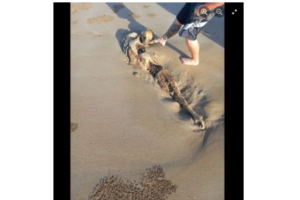 ケッペルサンズのビーチで発見された人魚の死骸（死体）5